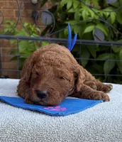 Blue collar mini Goldendoodle , a male Miniature Goldendoodle for sale in The Colony, TX – 1 of 3