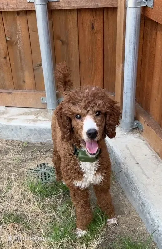 Darla – Poodle - Miniature  puppy for sale in The Colony, TX