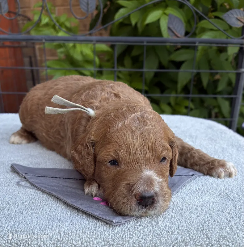 Grey collar – Miniature Goldendoodle puppy for sale in The Colony, TX