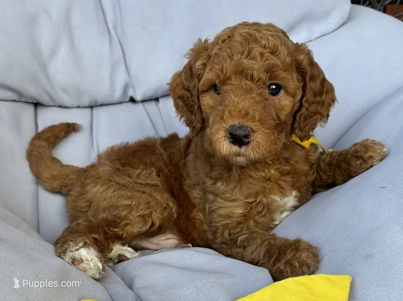 Yellow collar – Miniature Goldendoodle puppy for sale in The Colony, TX