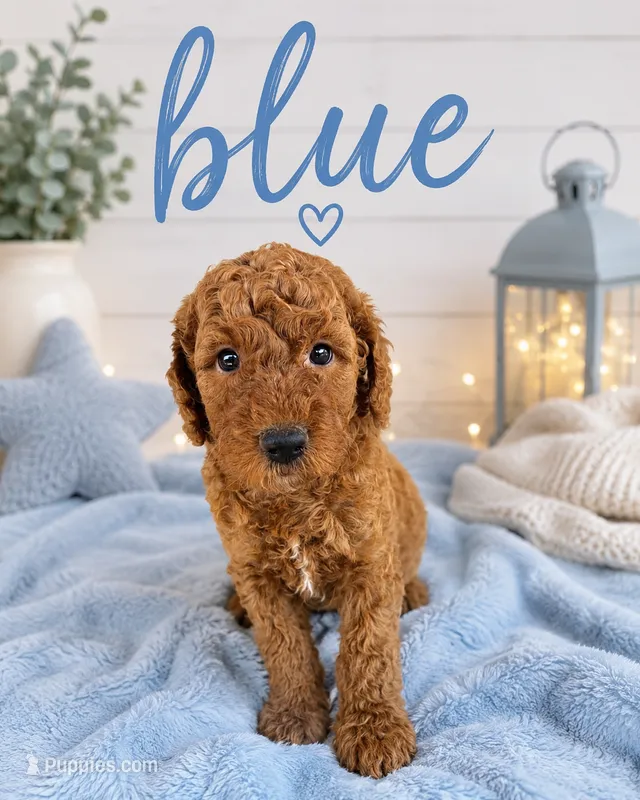 Blue Collar – Miniature Goldendoodle puppy for sale in The Colony, TX