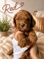 Red collar mini Goldendoodle , a male Miniature Goldendoodle for sale in The Colony, TX – 1 of 4