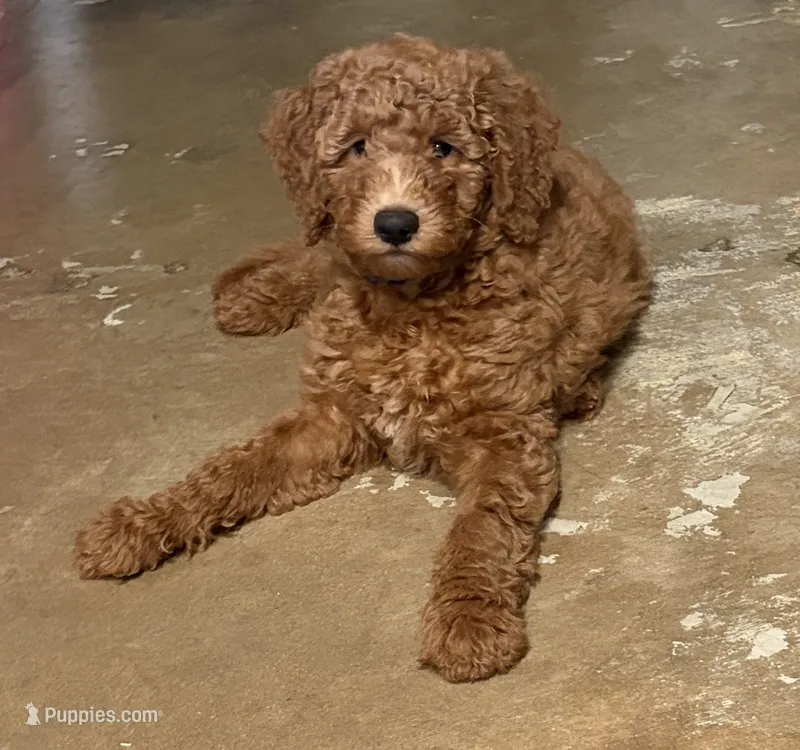 Blue Collar – Miniature Goldendoodle puppy for sale in The Colony, TX