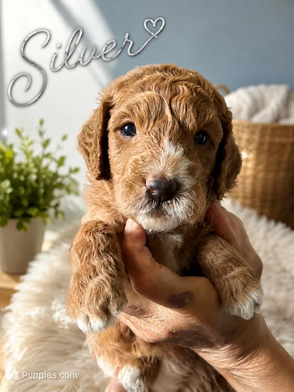 Grey collar – Miniature Goldendoodle puppy for sale in The Colony, TX
