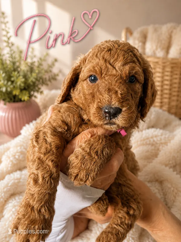 Pink collar – Miniature Goldendoodle puppy for sale in The Colony, TX
