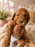 Pink collar, a female Miniature Goldendoodle for sale in The Colony, TX – 1 of 4