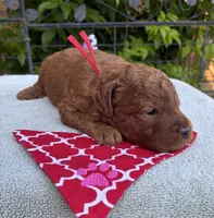 Red collar mini Goldendoodle , a male Miniature Goldendoodle for sale in The Colony, TX – 1 of 3