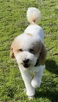 Jose Quervo Tequila , a male Poodle - Miniature  for sale in The Colony, TX – 3 of 3