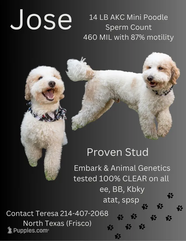 Jose Quervo Tequila  – Poodle - Miniature  puppy for sale in The Colony, TX