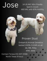 Jose Quervo Tequila , a male Poodle - Miniature  for sale in The Colony, TX – 1 of 3