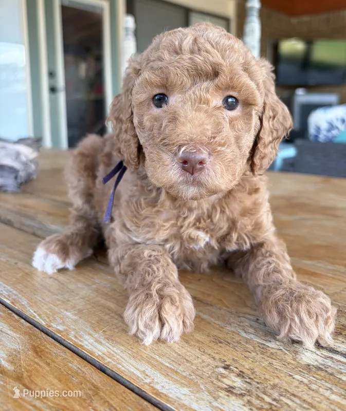 Purple collar – Miniature Goldendoodle puppy for sale in The Colony, TX