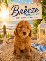 Breeze, a male Miniature Goldendoodle for sale in The Colony, TX – 1 of 2