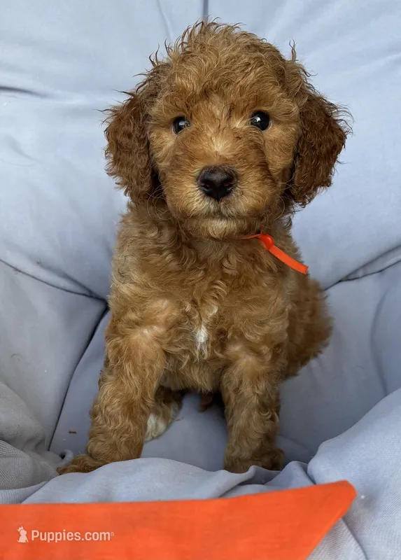 Orange collar – Miniature Goldendoodle puppy for sale in The Colony, TX