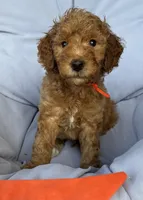 Orange collar, a male Miniature Goldendoodle for sale in The Colony, TX – 1 of 1