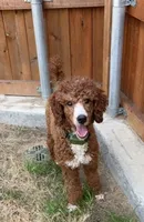 Blue collar mini Goldendoodle , a male Miniature Goldendoodle for sale in The Colony, TX – 2 of 3