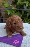 Darla Intact, a female Poodle - Miniature  for sale in The Colony, TX – 3 of 8