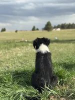 Poppy, a female Australian Shepherd and Aussiedoodle for sale in Peyton, CO – 2 of 7
