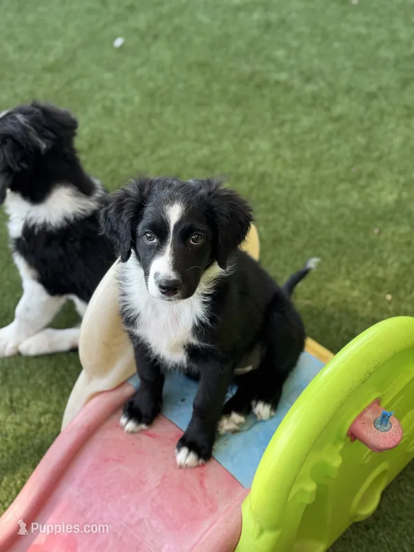 Poppy – Australian Shepherd, Aussiedoodle puppy for sale in Peyton, CO