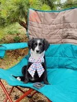 Poppy, a female Australian Shepherd and Aussiedoodle for sale in Peyton, CO – 5 of 7