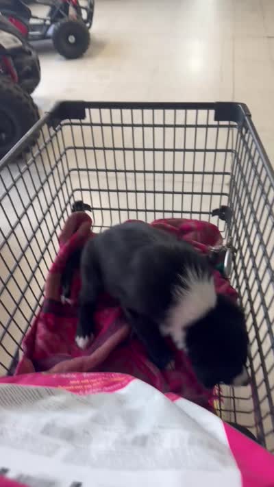 Poppy, a female Australian Shepherd and Aussiedoodle for sale in Peyton, CO – 6 of 7