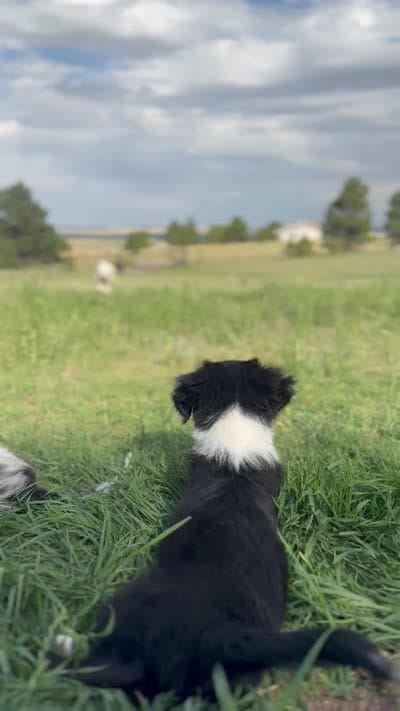 Poppy, a female Australian Shepherd and Aussiedoodle for sale in Peyton, CO – 7 of 7