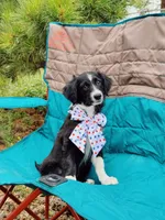 Poppy, a female Australian Shepherd and Aussiedoodle for sale in Peyton, CO – 4 of 7