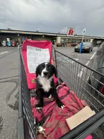 Poppy, a female Australian Shepherd and Aussiedoodle for sale in Peyton, CO – 3 of 7