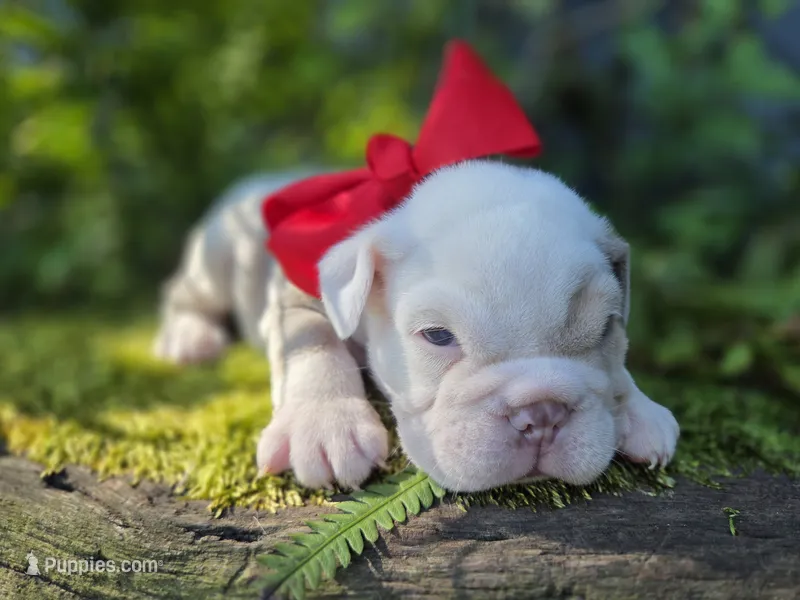 BINGO – English Bulldog puppy for sale in Stigler, OK