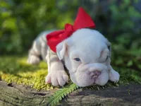 Marcello, a male English Bulldog for sale in Stigler, OK – 1 of 7