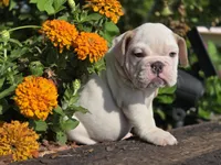 Baldor , a male English Bulldog for sale in Stigler, OK – 5 of 7