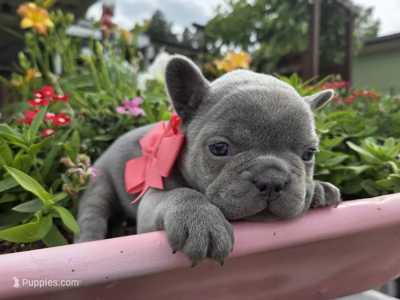 Phoenix – French Bulldog puppy for sale in Stigler, OK