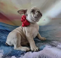 Charlie Blue eyes, a male French Bulldog for sale in Stigler, OK – Photo 7 of 9