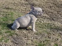Charlie Blue eyes, a male French Bulldog for sale in Stigler, OK – Photo 9 of 9