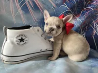 Charlie Blue eyes, a male French Bulldog for sale in Stigler, OK – Photo 4 of 9