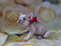 Charlie Blue eyes, a male French Bulldog for sale in Stigler, OK – Photo 5 of 9