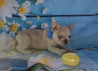 Charlie Blue eyes, a male French Bulldog for sale in Stigler, OK – Photo 1 of 9