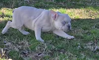 Charlie Blue eyes, a male French Bulldog for sale in Stigler, OK – Photo 8 of 9