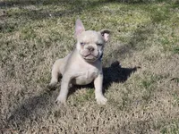 Charlie Blue eyes, a male French Bulldog for sale in Stigler, OK – Photo 3 of 9