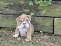 Bunny, a female English Bulldog for sale in Stigler, OK – 3 of 7