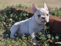Lilac ghost, a male French Bulldog for sale in Stigler, OK – Photo 4 of 6