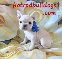 Lilac ghost, a male French Bulldog for sale in Stigler, OK – Photo 3 of 6