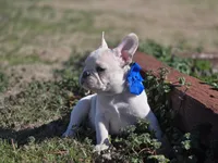 Lilac ghost, a male French Bulldog for sale in Stigler, OK – Photo 2 of 6