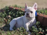 Lilac ghost, a male French Bulldog for sale in Stigler, OK – Photo 5 of 6