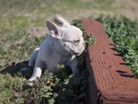 Lilac ghost, a male French Bulldog for sale in Stigler, OK – Photo 6 of 6