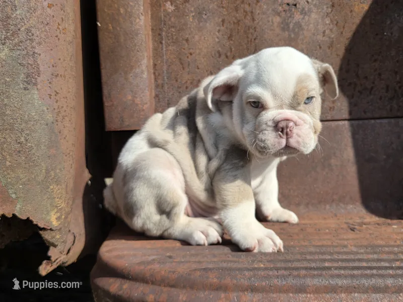 Marcello – English Bulldog puppy for sale in Stigler, OK