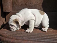 Baldor (AKC), a male English Bulldog for sale in Stigler, OK – 4 of 10