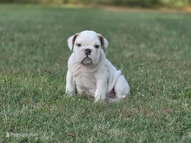 Baldor  – English Bulldog puppy for sale in Stigler, OK
