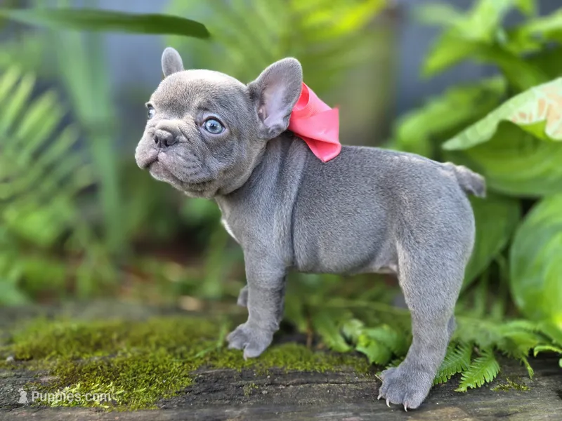 Kibbles – French Bulldog puppy for sale in Stigler, OK
