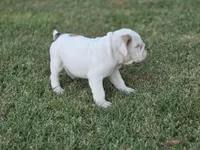 Baldor (AKC), a male English Bulldog for sale in Stigler, OK – 10 of 10