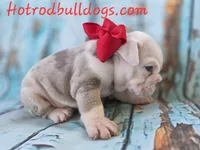 Marcello, a male English Bulldog for sale in Stigler, OK – 4 of 7